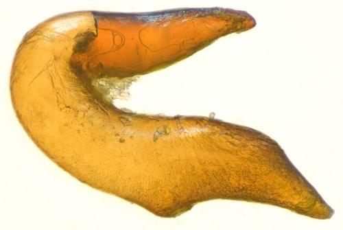 Otiorhynchus sp.